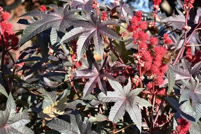 Клещевина обыкновенная (Ricinus communis)