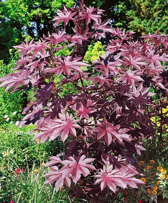 Клещевина обыкновенная (Ricinus Communis)