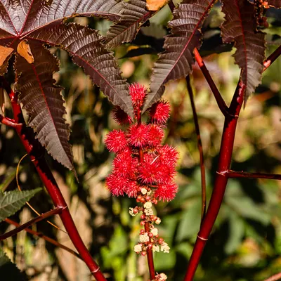 Семена Клещевина зеленолистная (Ricinus), 5 штук | AliExpress