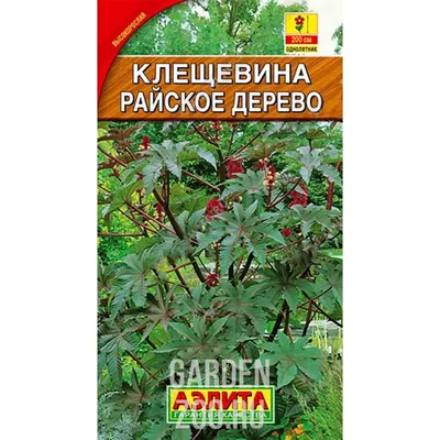 Касторовое дерево у нас в саду | Гавриш. Семена от профессионалов –  любителям! | Дзен