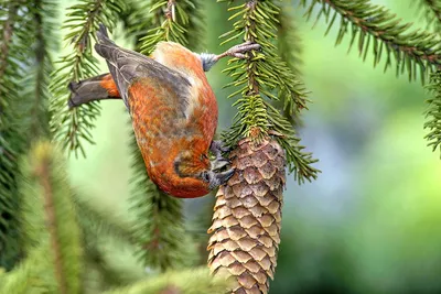 Клест-еловик Loxia curvirostra Red Crossbill | Домашние птицы, Красивые  птицы, Птицы