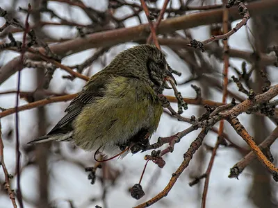 Белокрылый клёст - eBird