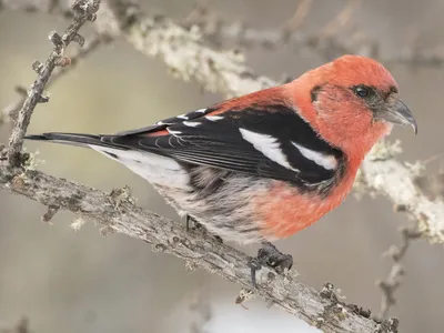 Клест-еловик Loxia curvirostra Red Crossbill | Ветви деревьев, Птицы, Самка