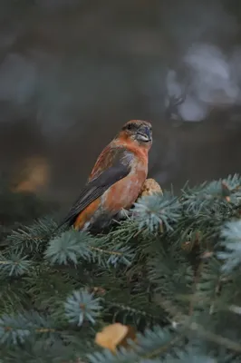 Клест белокрылый - Loxia leucoptera - Two-barred Crossbill… | Flickr