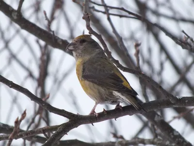 Клест-еловик Loxia curvirostra Red Crossbill