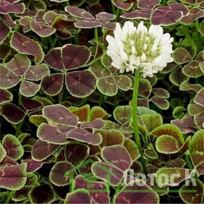 Клевер ползучий 'Pentaphyllum' (Trifolium repens 'Pentaphyllum')