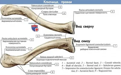 Анатомия и функции ключицы: строение и местонахождение