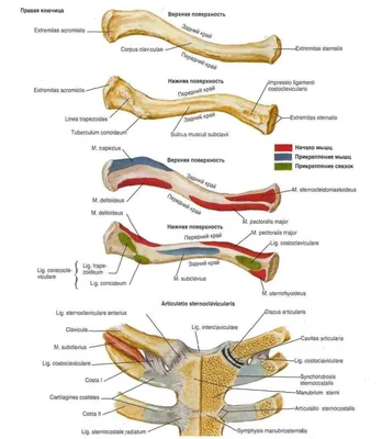 Ключица — стоковые фотографии и другие картинки Ключица - Ключица,  Анатомия, Белый - iStock