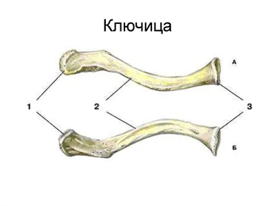 Ключица, эстетика женского тела, aesthetic, красота | Женские тела,  Красота, Тело