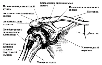 Ключицы и лопатки: открываем замки | ВКонтакте