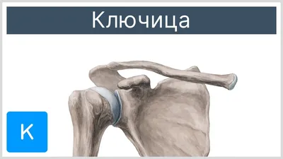 Ключица M-SKEL-CLAVICLE 100, модель 3D Иллюстрация штока - иллюстрации  насчитывающей медицинско, людск: 106396140