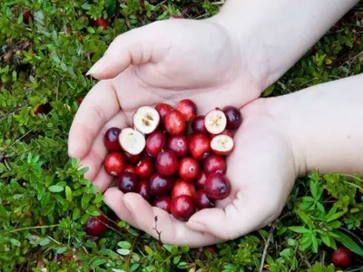 Почему нужно есть клюкву прямо сейчас — читать на Gastronom.ru