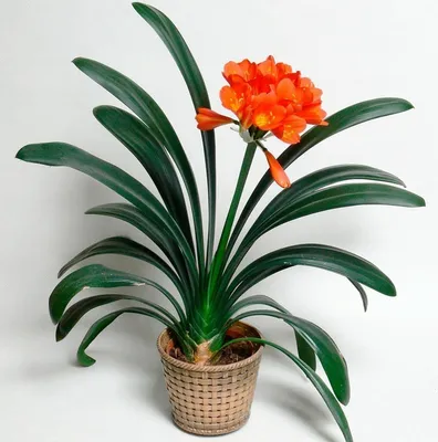 Кливия миниата в горшке (Clivia miniata) купить с доставкой в СПб