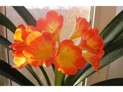 Кливия миниата в горшке (Clivia miniata) купить с доставкой в СПб