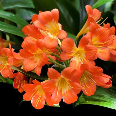 Clivia Цветок Подсветка Кливия - Бесплатное фото на Pixabay - Pixabay