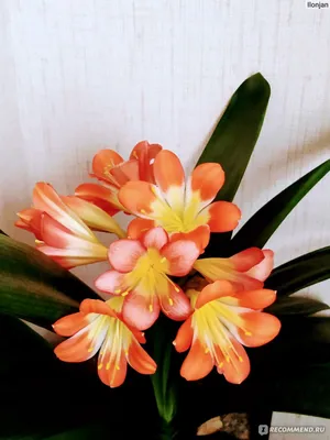 Clivia miniata - Изображение особи - Плантариум