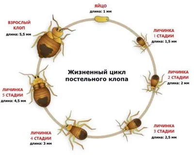 Клопы постельные: фото, причины появления, как избавиться, препараты Август