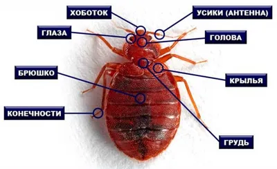 Как выглядят постельные клопы их личинки и яйца (ФОТО)