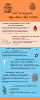 Клоп в постели. Наши «домашние» враги