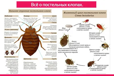 Как выглядят клопы домашние постельные: фото укусов и лучшие средства  борьбы | ivd.ru