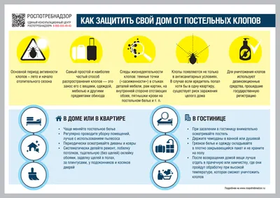 Все о постельных клопах: как выглядят, чем питаются, размножение, опасность  укусов, признаки заражения помещения