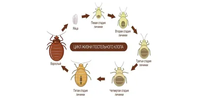 Рекомендации, как защитить свой дом от постельных клопов - Управление  Роспотребнадзора по Кировской области