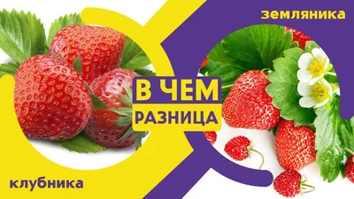 Сублимированная Клубника, кусочки, 25гр. от магазина Лавка кондитера.  Магазин для кондитеров и любителей сладкого творчества