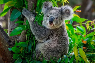 Коала. Большая российская энциклопедия