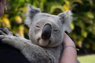 Коала фото