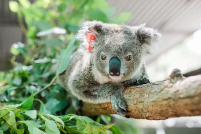 Коала фото