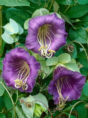 Кобея лазающая Фиолетовая (Cobaea Scandens Purple)