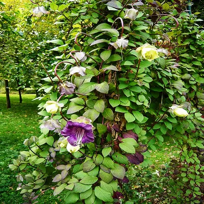 🌱 Кобея Лазающая Фиолетовая по цене от 99 руб: семена - купить в Москве с  доставкой - интернет-магазин Все Сорта