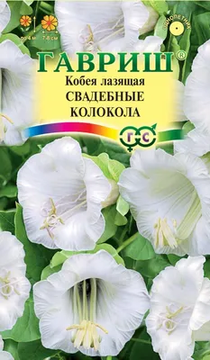 Кобея лазающая фиолетовая 5 шт Поиск: купить в Новосибирске по цене от  30.96 руб — интернет-магазин «Красный бант»