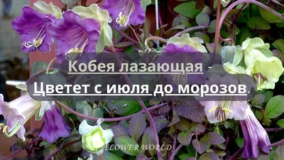 Купить кобея лазающая фиолетовая (опт) по цене 24,18 руб. в интернет  магазине \"Первые Семена\"