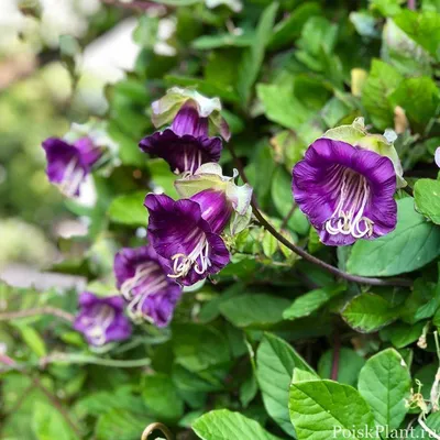 Кобея лазающая.(Cobaea scandens).🌷 #flowerworld #цветы #flowers - YouTube