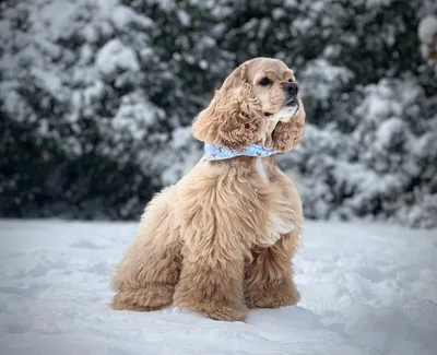 Английский кокер-спаниель | Royal Canin UA