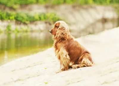 Английский кокер спаниель- cocker spaniel