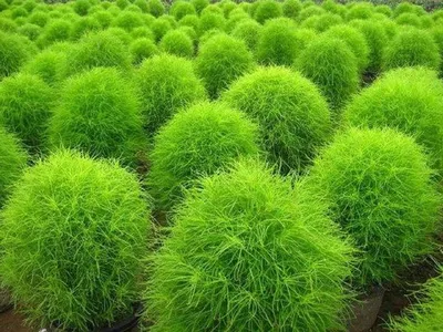 Кохия \"Kochia\" купить по цене цена по запросу от питомника саженцев и  растений Центросад | Фото и консультация по уходу