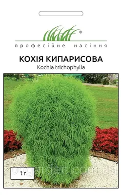 Кохия Летний кипарис 0.5 г Gl Seeds (ID#541926364), цена: 7.30 ₴, купить на  Prom.ua