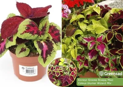 Колеус, Coleus (ID#1397936722), цена: 47 ₴, купить на Prom.ua