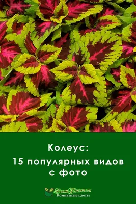 Колеусы в ландшафтном дизайне: идеи и фото