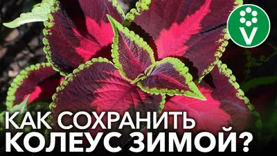 Кипрский колеус — приметы и суеверия - Блоги Кипра