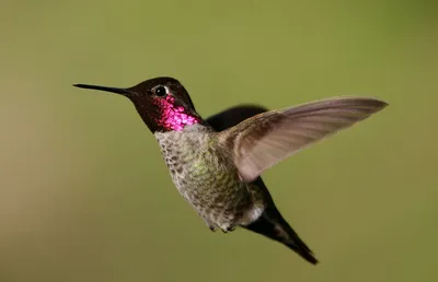 Мексиканский колибри-отшельник (griseoventer) - eBird