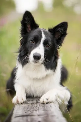 Колли Rough Collie Собака - Бесплатное фото на Pixabay - Pixabay