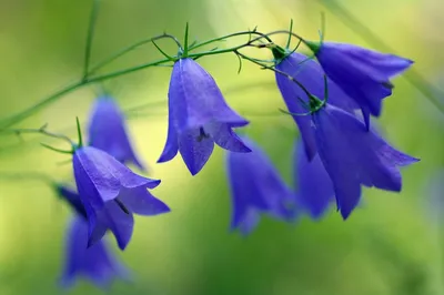 Колокольчик персиколистный 'Takion Blue' | Саженцы многолетних цветов в  Москве и МО