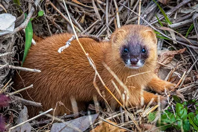 Колонок сибирский (Mustela sibirica). Подробное описание экспоната,  аудиогид, интересные факты. Официальный сайт Artefact