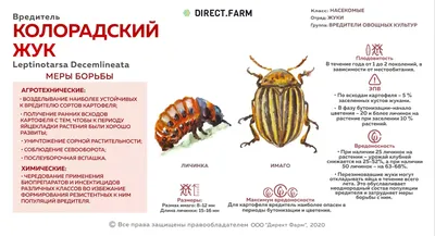 Борьба с колорадским жуком: эффективные средства борьбы, препараты против колорадского  жука на картошке