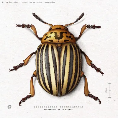 https://www.pravda.ru/news/gardening/1931873-colorado_potato_beetle/