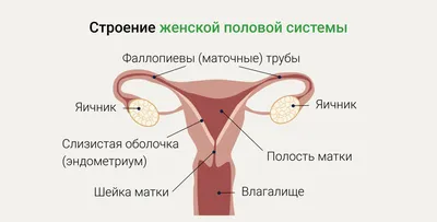 Частые проблемы и заболевания в гинекологии - Euromed In Vitro