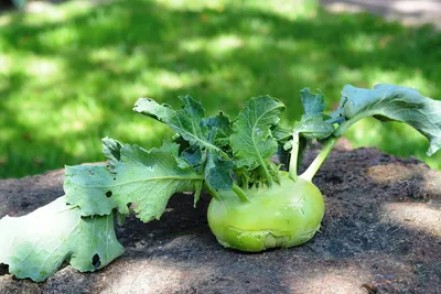 Капуста Кольраби, 600 г с бесплатной доставкой на дом из «ВкусВилл» |  Саранск